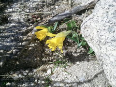 Narcissus cuneiflorus