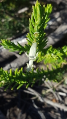 Chloanthes stoechadis
