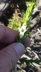 Chloanthes stoechadis