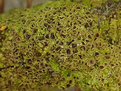 Pannaria sphinctrina