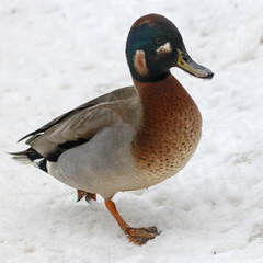 Anas crecca × platyrhynchos