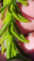 Chloanthes stoechadis