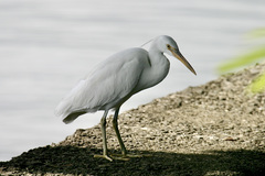 Egretta sacra