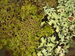 Pannaria sphinctrina