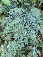 Adiantum formosum