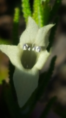 Chloanthes stoechadis