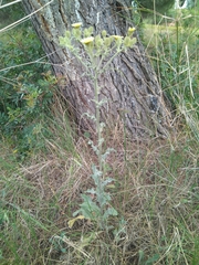 Andryala integrifolia