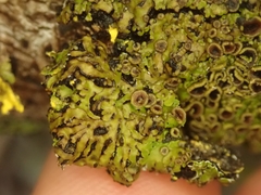 Pannaria sphinctrina