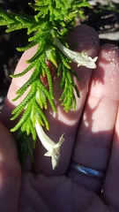 Chloanthes stoechadis