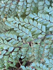 Adiantum formosum