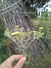 Andryala integrifolia