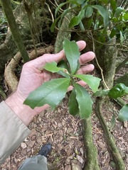 Polyosma cunninghamii