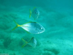 Pseudocaranx dentex