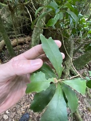 Polyosma cunninghamii