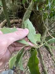 Polyosma cunninghamii