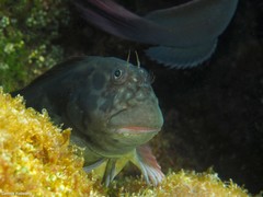 Ophioblennius atlanticus