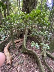 Polyosma cunninghamii