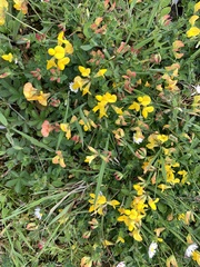 Lotus corniculatus