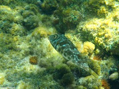 Sphoeroides marmoratus