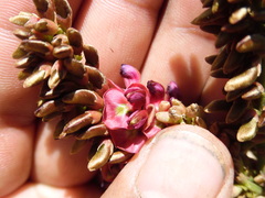 Lonchocarpus rugosus