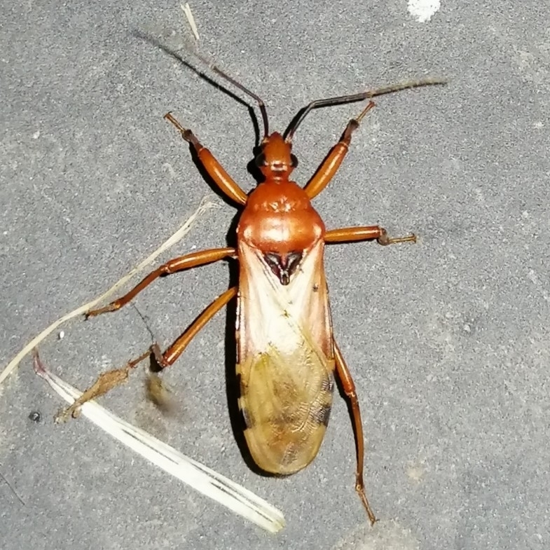 Brontostoma rubrum