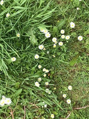 Bellis perennis