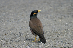 Acridotheres tristis