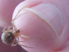 Cryptachaea veruculata