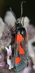Zygaena sarpedon