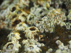 Chthamalus stellatus