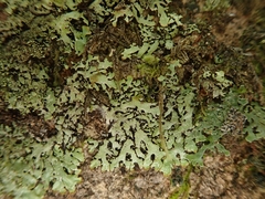 Menegazzia eperforata