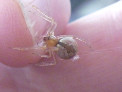 Cryptachaea veruculata