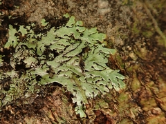 Menegazzia eperforata