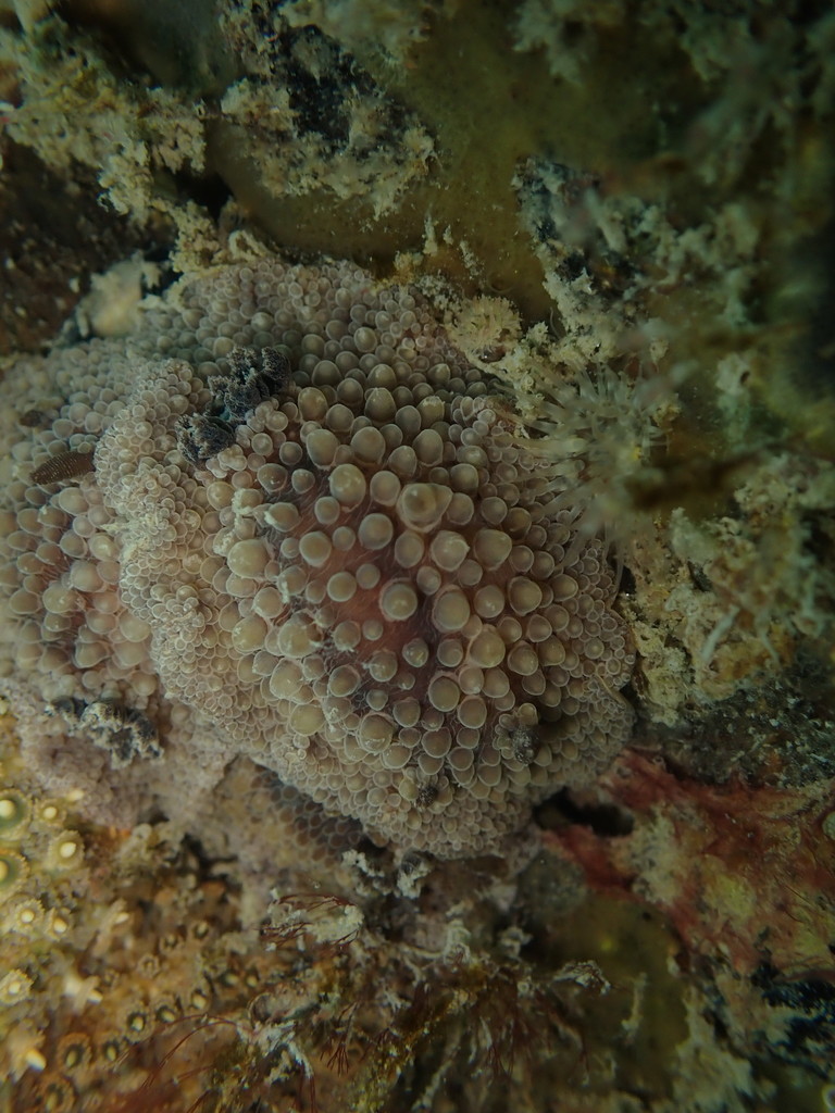 Carminodoris nodulosa