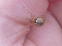 Cryptachaea veruculata