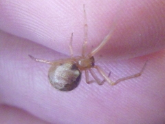 Cryptachaea veruculata