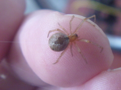 Cryptachaea veruculata