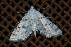 Parapoynx stagnalis
