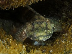 Mauligobius maderensis
