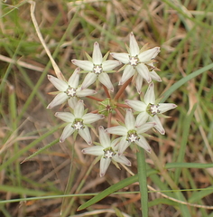 Asclepias gibba