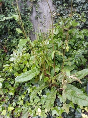 Rumex obtusifolius