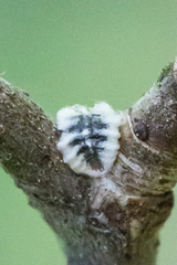Eriococcus spurius