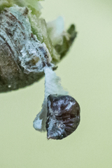 Eriococcus spurius