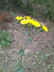 Blackstonia perfoliata