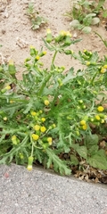 Senecio vulgaris