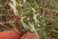 Asclepias gibba