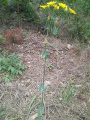 Blackstonia perfoliata