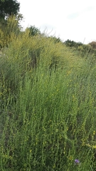 Anthyllis terniflora