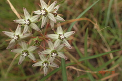 Asclepias gibba