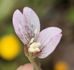 Epilobium lanceolatum